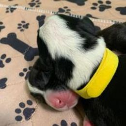 Companion Cross Puppies from Double G Corgis