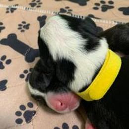 Companion Cross Puppies from Double G Corgis
