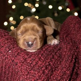 Duke - Ruby male Cavalier King Charles Spaniel puppy in Gonzales, Texas from Veach Cavaliers & Farm