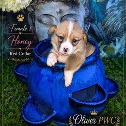 Girl 1 - White and red female Pembroke Welsh Corgi puppy in Chesterton, Indiana from Oliver Pembroke Welsh Corgis