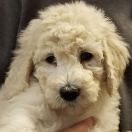 French Bulldog, Goldendoodle, and Golden Retriever Puppies from Crystal Coast Kennels, LLC