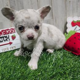 Splatter - Merle male Chihuahua puppy in Bowdon, Georgia from Paschal's Pups
