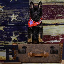 German Shepherd Puppies from Vecne Stesti German Shepherd Dogs