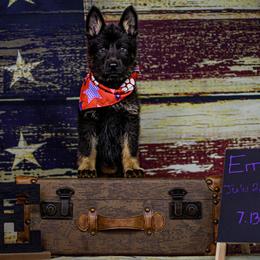 German Shepherd Puppies from Vecne Stesti German Shepherd Dogs