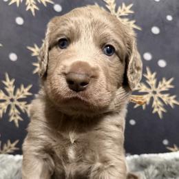 Opalite - female Long Haired Weimaraner puppy in Blanchardville, Wisconsin from Northern Bluegrass Weimaraners