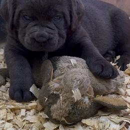 Cane Corso Puppies from Venom Cane Corsos