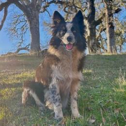 Lily - Border Collie