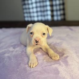 Girl 2 - White female Boxer puppy in Prestonsburg, Kentucky from Bre’s Boxers