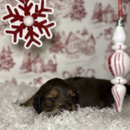 Tiny red - Red female Dachshund puppy in Crestview, Florida from Neverending Dachies