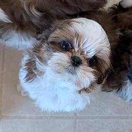 Orson - Red and white male Shih Tzu puppy in Surprise, Arizona from Arizona Shih Tzu