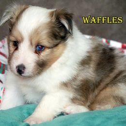 Waffles- sable merle boy - Sable merle and white male Shetland Sheepdog puppy in Frazeysburg, Ohio from Mountain High Kennels