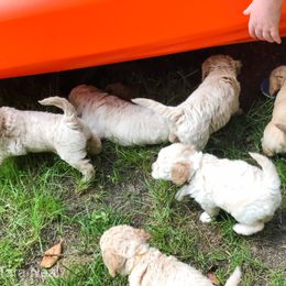 Goldendoodle Puppies from Coal Country Doodles