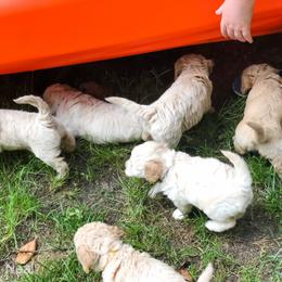 Goldendoodle Puppies from Coal Country Doodles