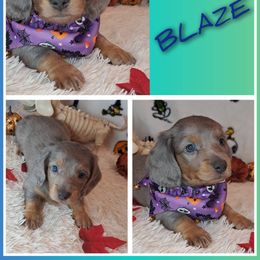 2500..Blaze - Dapple male Dachshund puppy in Winter Haven, Florida from Gateway 2 Little Paws