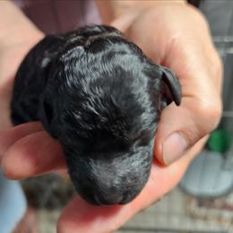 Blue - Black male Poodle puppy in Spartanburg, South Carolina from Taya's Pups
