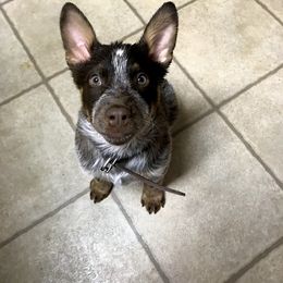 Australian Cattle Dog Puppies from Tri Star Heelers