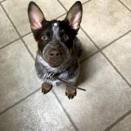 Australian Cattle Dog Puppies from Tri Star Heelers