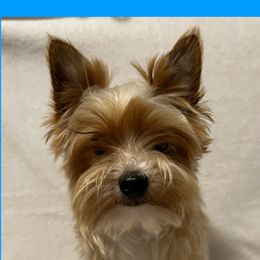 Remo - Yorkshire Terrier