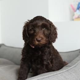 Frankie - Chocolate female Australian Labradoodle puppy in Williamstown, New York from Lewis Manor Labradoodles