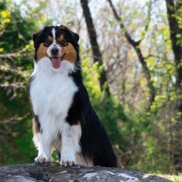 Richie - Miniature American Shepherd