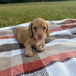 Lola - Cream female Dachshund puppy in New Albany, Mississippi from Double A. Doxies