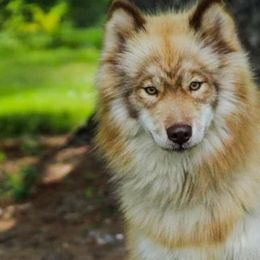 Foxy - Siberian Husky