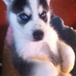 Pomskies from Debrah Kadabra’s