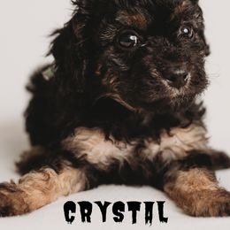 Cavapoo Puppies from PuppybuddyUSA