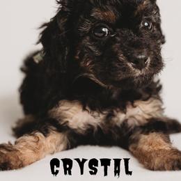 Cavapoo Puppies from PuppybuddyUSA