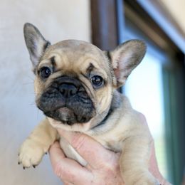 French Bulldog Puppies from Camp Fine Frenchies