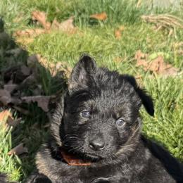 German Shepherd Puppies from Circle Oaks Shepherds