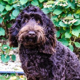 Murray - Australian Labradoodle