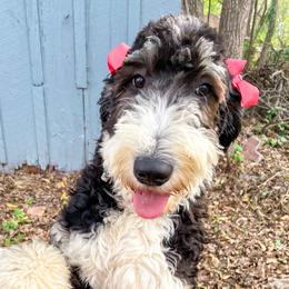 Lola - Bernedoodle