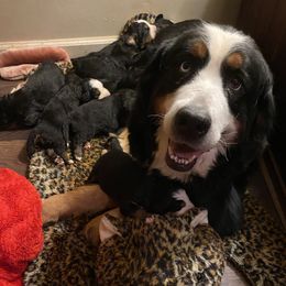 Tamari - Bernese Mountain Dog