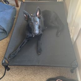 Storm - German Shepherd