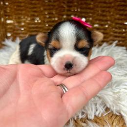 Girl 1 - Black tan and white female Biewer Terrier puppy in Winslow, Arkansas from Morning Glory Puppies