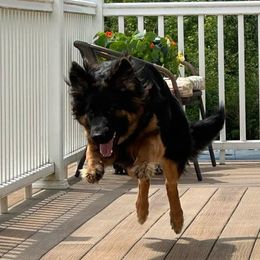 Rylee - German Shepherd