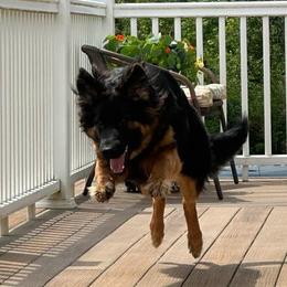 Rylee - German Shepherd