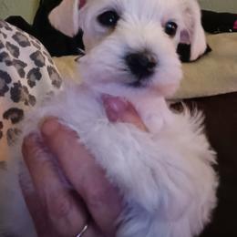 Mr cool - White male Miniature Schnauzer puppy in Shoshone, Idaho from Debra Kruse's Miniature Schnauzers