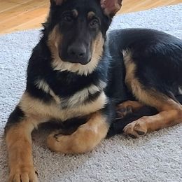 German Shepherd Puppies from Spruce Valley German Shepherds