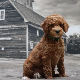 Poodle Puppies from Red Barn Moyen Poodles