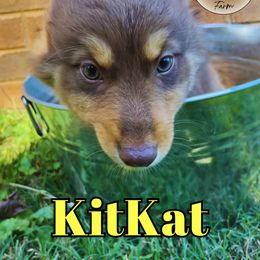 KitKat - Red tri-color Australian Shepherd puppy in Mount Holly, North Carolina from Herding Lightning Farm