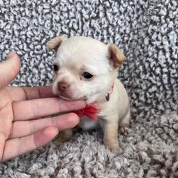 Champagne - Cream female Chihuahua puppy in Augusta, Georgia from Sophia Jade's Chi Brigade