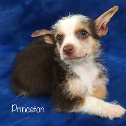 Chinese Crested Puppies from The Cranberry Dog