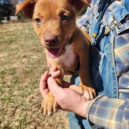 Girl 2 - Red female Australian Kelpie puppy in Bradford, Arkansas from Cedar Rock Heelers and Kelpies