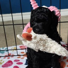 Poodles from Aurak