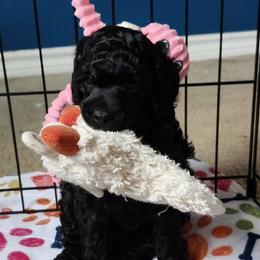 Poodles from Aurak