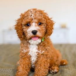 Cabo - Red male Cavapoo puppy in Tucson, Arizona from Sun Valley Goldendoodles