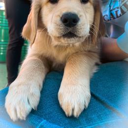 Golden Retriever Puppies from Golden Poppy Retrievers