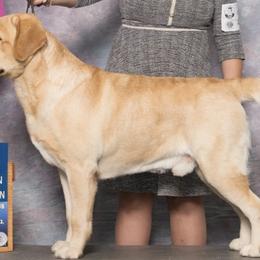 Labrador Retrievers from Pineview Meadow Labradors